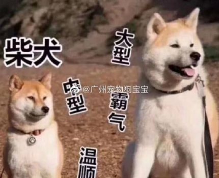 秋田犬和柴犬有什么区别？如何挑选一只纯正的秋田犬？