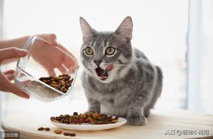 猫咪可以吃狗粮吗？