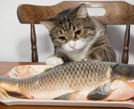 猫咪啥都能吃，可若经常吃这6类食物，可能要了它的“猫命”！