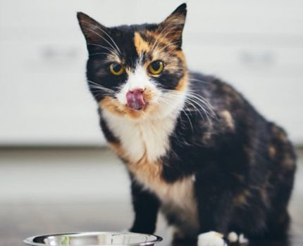 没到饭点就饿了？5种办法掩盖猫咪“饥饿感”，一定要按时喂食！