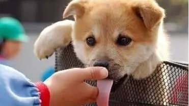 为什么狗狗喜欢舔人脸？不仅是表达喜爱哦