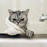 管家说养猫：多久给猫咪洗一次澡？