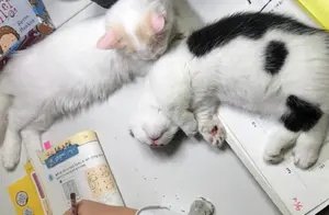 小主人在写作业时，两只小猫咪在一旁陪到睡着，模样特别可爱