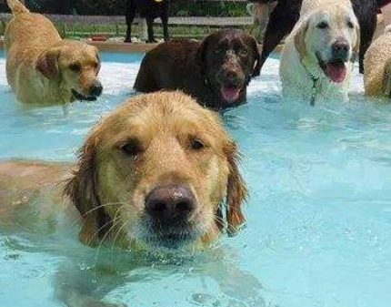 狗狗天生就会游泳吗？哪些狗狗不建议玩水？