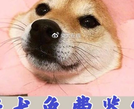 柴犬嘴巴越来越尖是狐柴吗？什么是狐柴？有这个品种吗？