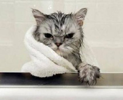 猫为什么怕水，为什么怕洗澡？