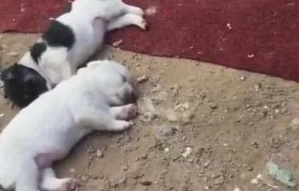流浪狗生下一窝宝宝，宝宝躺在地上没有人管，画面让人无比心疼