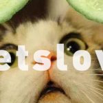 猫为什么会被黄瓜和香蕉吓飞？