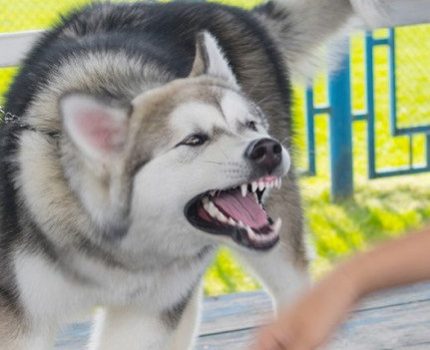狗狗咬伤5岁男童，犬主被判赔9万，狗狗为什么会咬人？