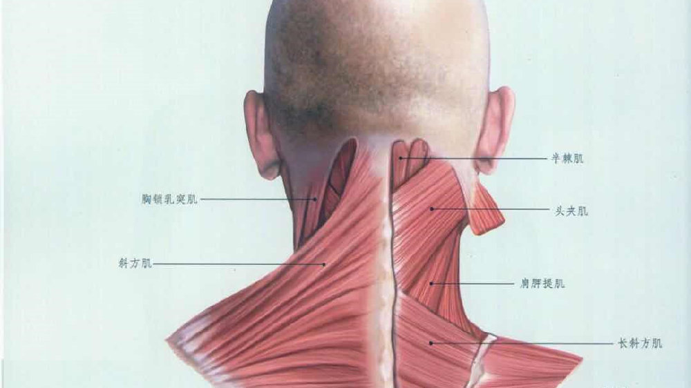 最详细肌肉拉伸教程一：颈部拉伸