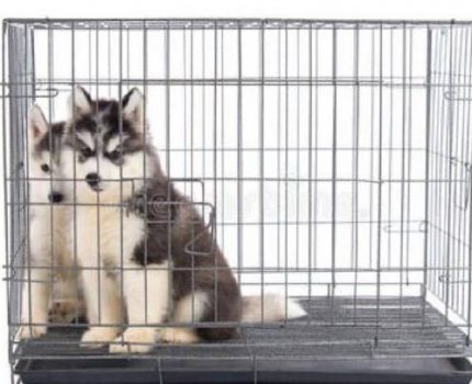 狗狗饲养攻略：幼犬长期关在笼子会怎样？