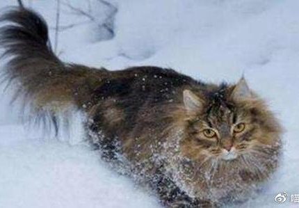 猫咪品类大全：森林系列——西伯利亚猫