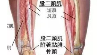 肌肉分布对O型腿膝关节的影响