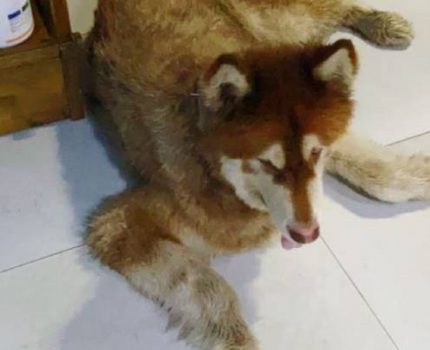 重庆市合川区捡到一只阿拉斯加犬，希望找领养