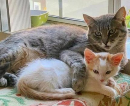 流浪猫住新家3个月，却因一直警惕主人被送走，小橘猫“帮了”它