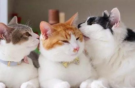 每日一问：猫咪为什么会互相舔毛