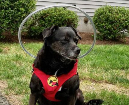 爱犬失明后老是撞墙，主人设计“防撞光环”，8年来帮助众多盲犬