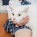 流浪猫被车撞后瘫痪，医生断言猫咪活不过2个月，却被她逆转命运