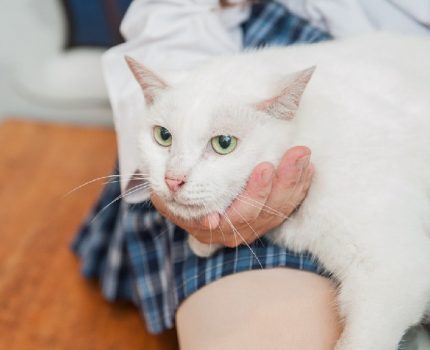 流浪猫被车撞后瘫痪，医生断言猫咪活不过2个月，却被她逆转命运