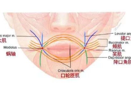 口周肌群解剖与肉毒素注射